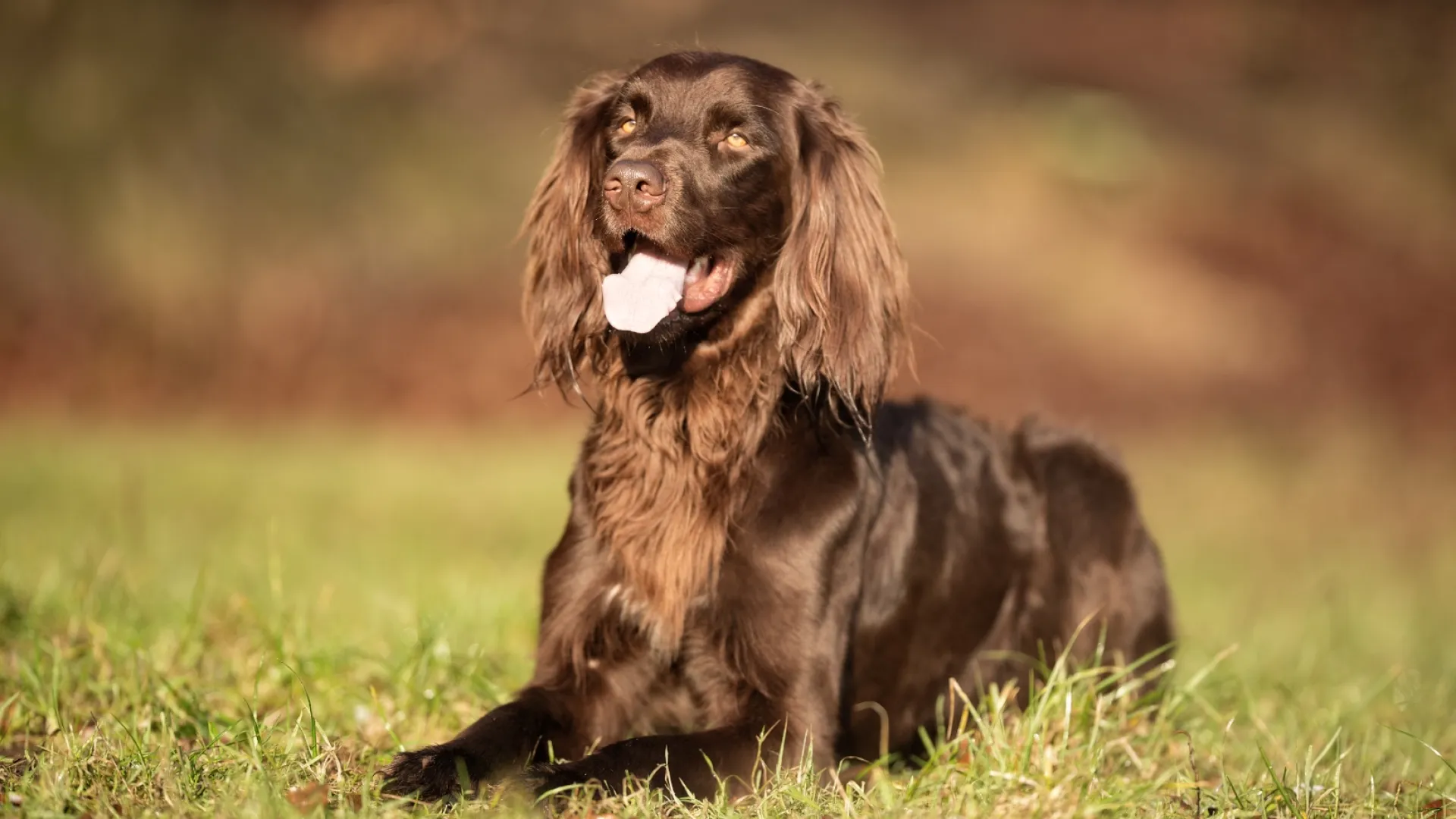 German Longhaired Pointer